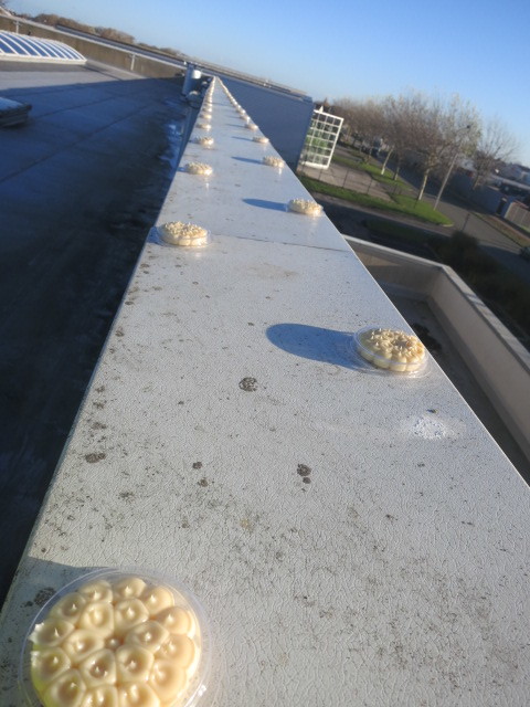 Bird Control Bird Free Optical Gel Australia